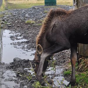Moose Calf