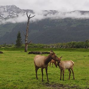 Roosevelt Elk Cow and Calf