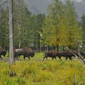 Wood Bison