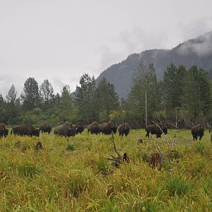 Herd of Wood Bison