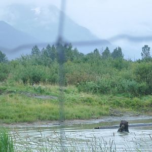 Brown Bear Exhibit - watercourse