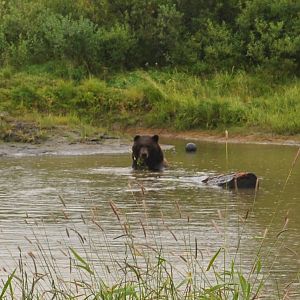 Brown Bear Exhibit - Underwater Viewing At Your Own Risk