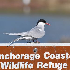 Arctic Tern - Alaska
