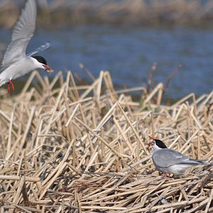 Arctic Tern Nesting - Alaska