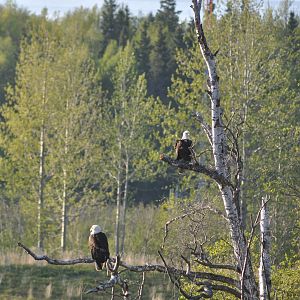 Bald Eagles - Alaska