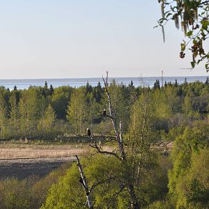 Bald Eagles - Alaska