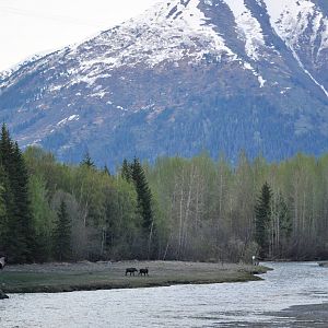 Pair of Moose - Alaska (Bird Creek)