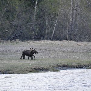 Moose - Alaska (Bird Creek)