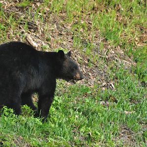 American Black Bear - Alaska (Six Mile Lake)