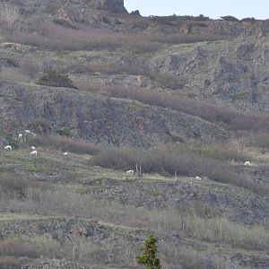 Dall Sheep - Alaska (Chugach Mountains)