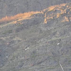 Dall Sheep Ewes and Lambs - Alaska (Chugach Mountains)