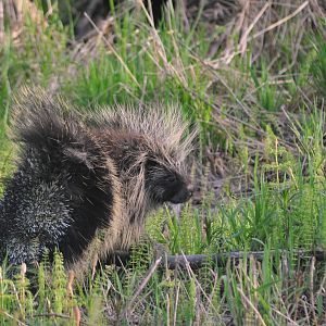 North American Porcupine - Alaska (Six Mile Lake)