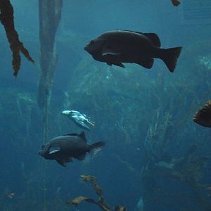 Tufted Puffin from Underwater Viewing Area
