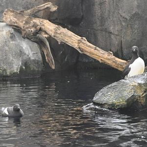 Pigeon Guillemout and Common Murres