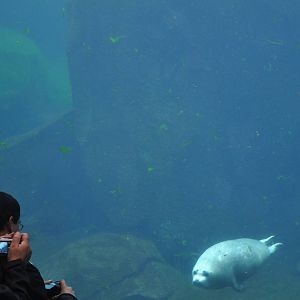 Pacific Harbor Seal - Underwater Viewing Area