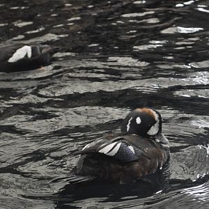 Pigeon Guillemout and Harlequin Duck