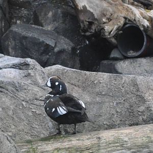 Harlequin Duck