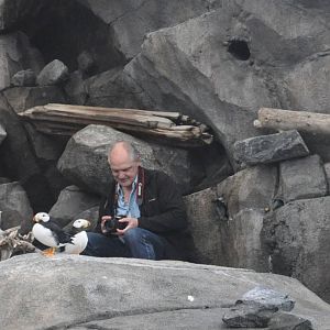 Horned Puffins and Center Staff