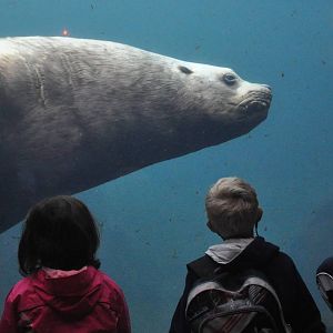 Steller Sea Lion Underwater Viewing Area