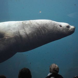 Steller Sea Lion - Underwater View