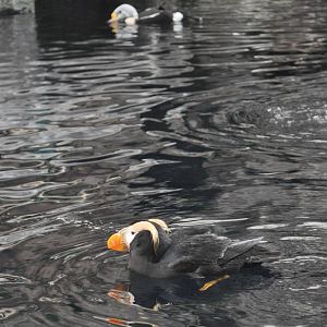Tufted Puffin and King Eider