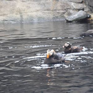 Tufted Puffin and Long-tailed Duck