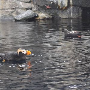 Tufted Puffin and Pigeon Guillemot