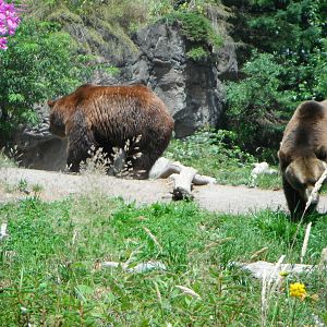 Grizzly Bears