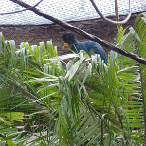 Great Blue Turaco