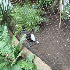 Pale Winged Trumpeter