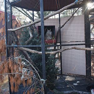 Great Horned Owl Cage