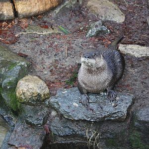 North American River Otter