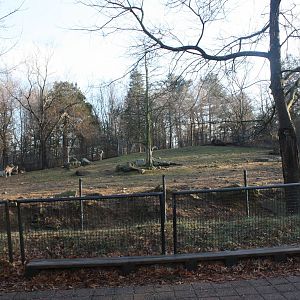 American Bison/White-Tailed Deer Exhibit