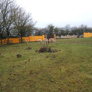 Vicuna enclosure