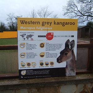 Kangaroo signage