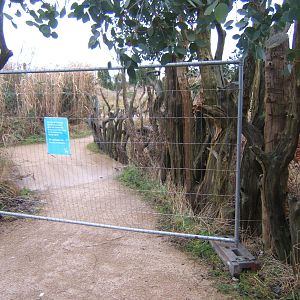 New Elephant developments