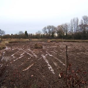 New Elephant developments