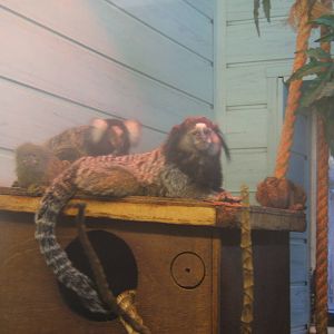 3 species of Marmoset in 1 picture