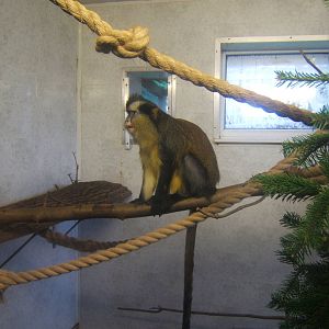 Crowned Guenon