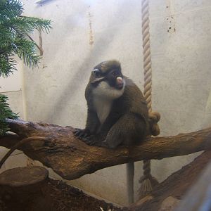 Lesser Spot-nosed Guenon