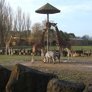 Giraffe and Grant`s Zebra
