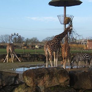 Giraffe and Grant`s Zebra