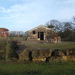 View of Giraffe and Grant`s Zebra enclosure and house