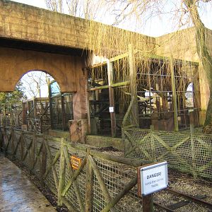 View of White-naped Mangabey enclosure
