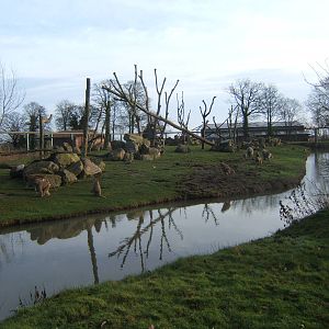 View of Hamadryas Baboon enclosure