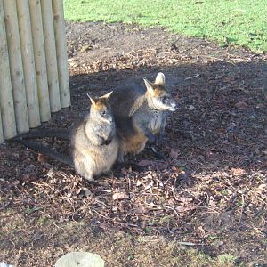 Swamp Wallaby`s