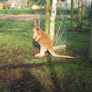Red Kangaroo