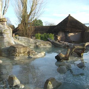 View of Asian Short-clawed Otter exhibit