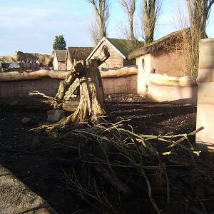 View of Banded Mongoose exhibit