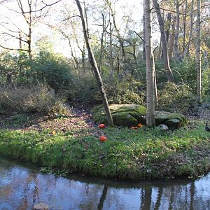 Squirrel Monkey Walkthrough